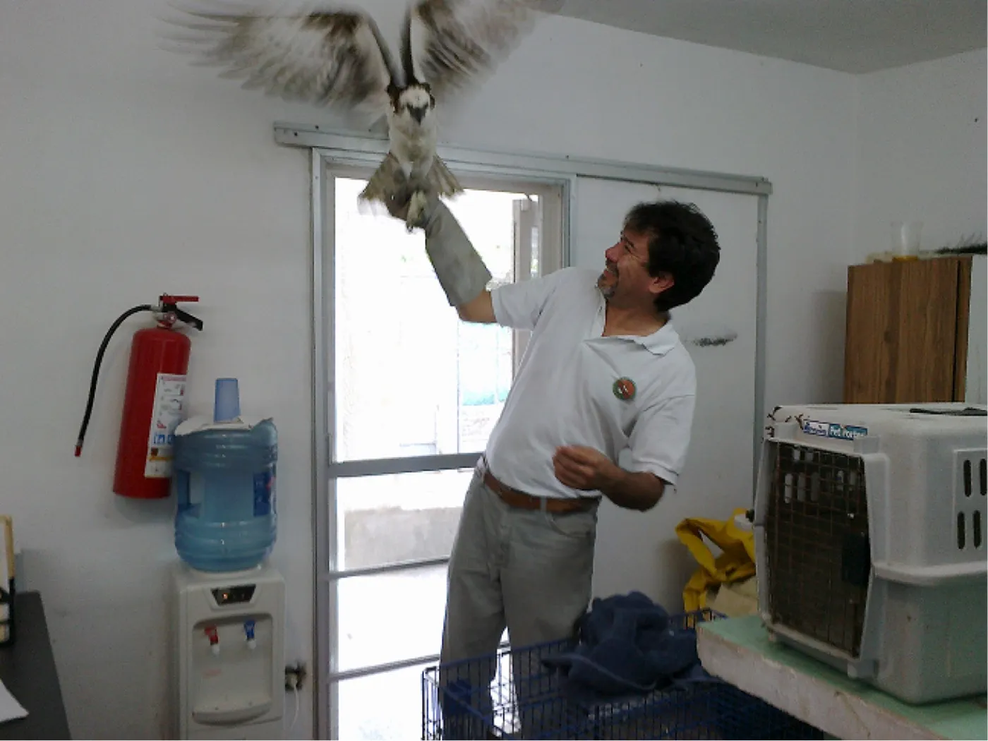 Un hombre soltando un águila pescadora con las alas abiertas