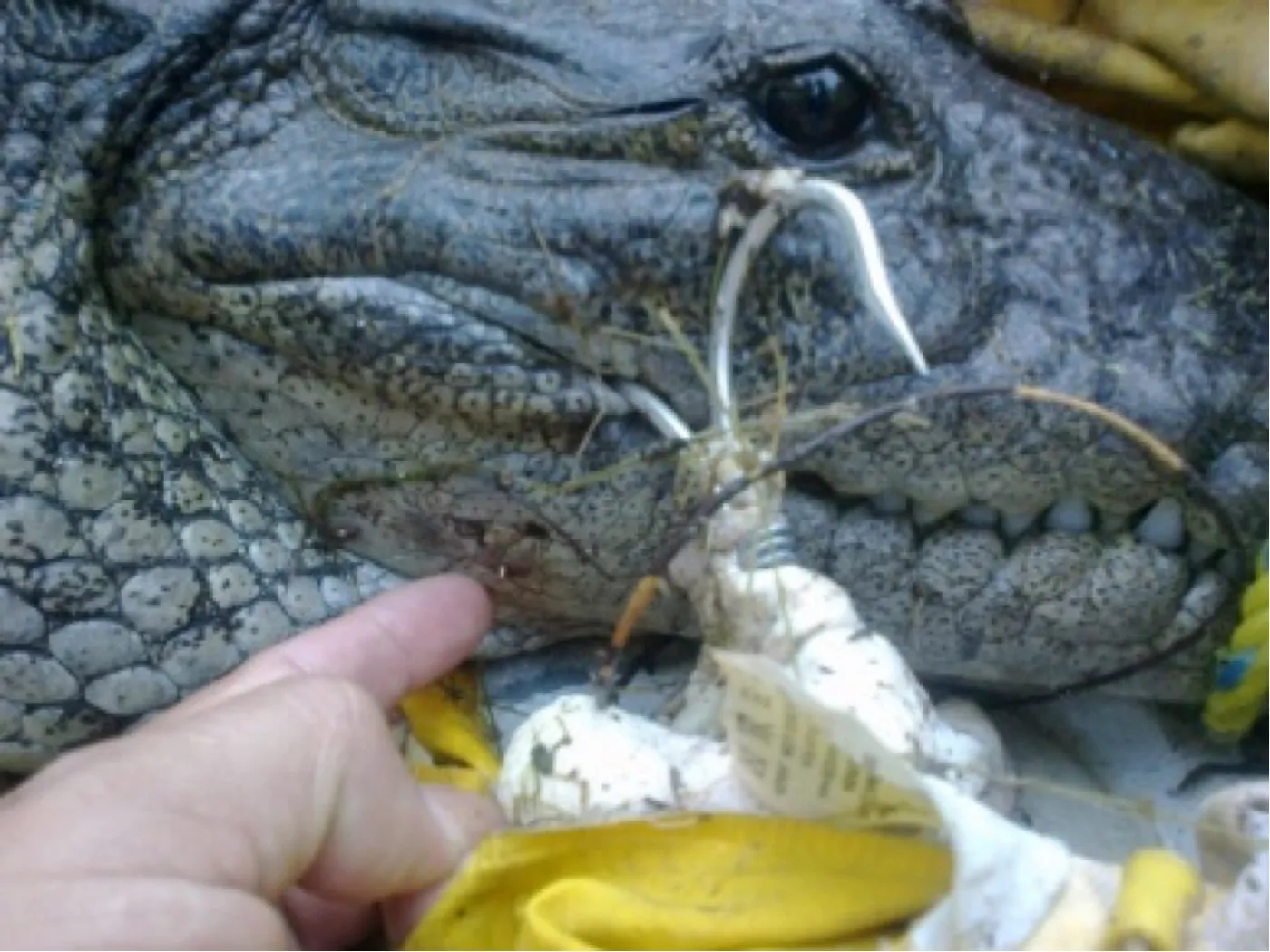 Primer plano de las fauces de un cocodrilo con un anzuelo triple y el cebo