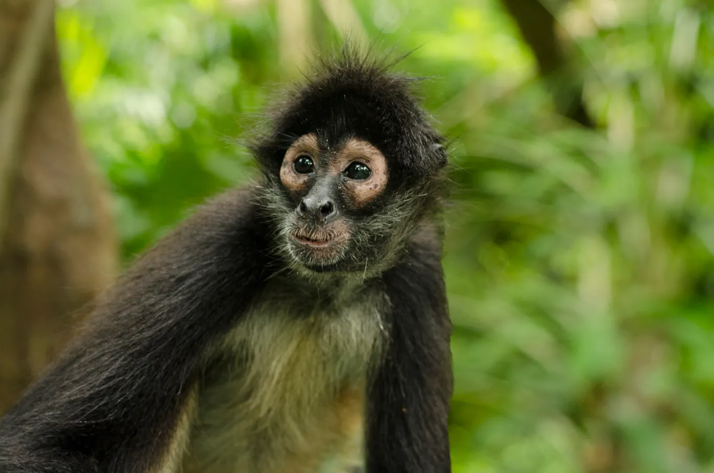 Un mono araña adulto en primer plano, con la selva desenfocada detrás