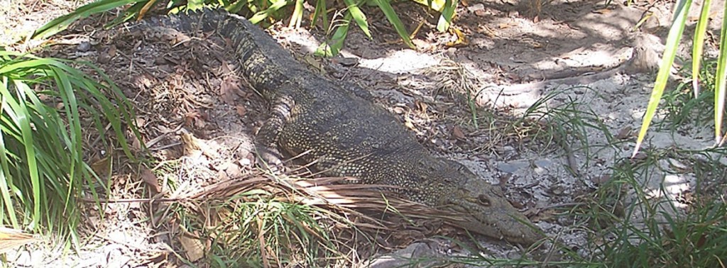 Reproducción de cocodrilos | Croco Cun Zoo