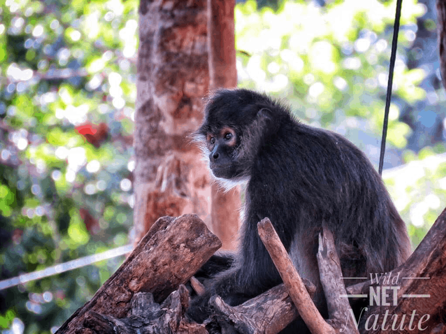El caso de Pablito, este es un mono araña macho, de 7 años. Fue durante un tiempo el macho dominante de su tropa natal, que se distribuye en el área de Croco Cun Zoo y fraccionamientos de aledaños.