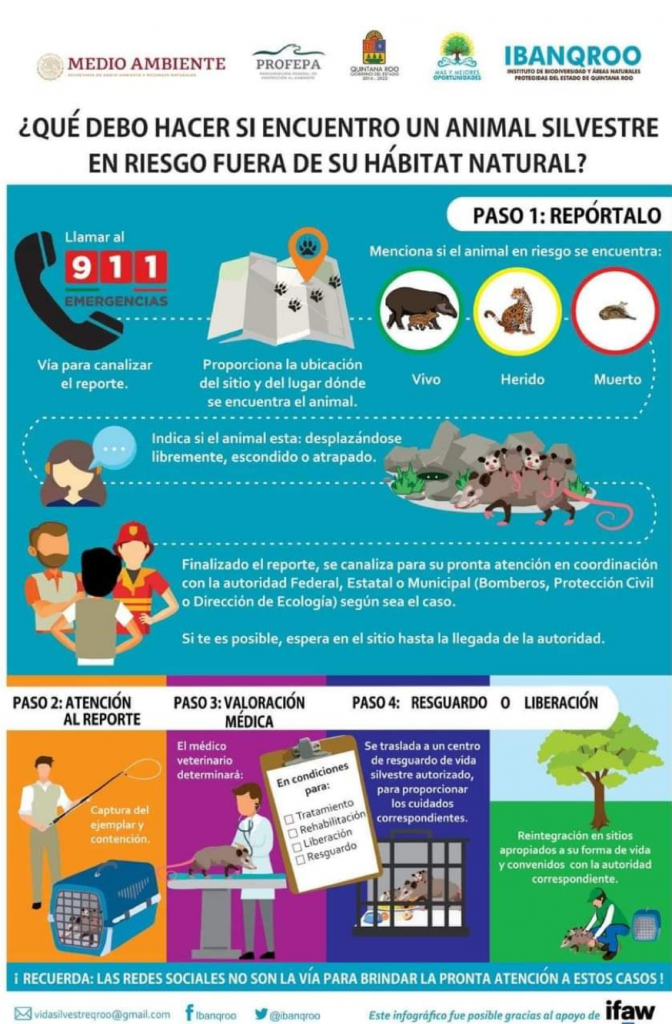 ¿Qué hago si encuentro un animal silvestre?