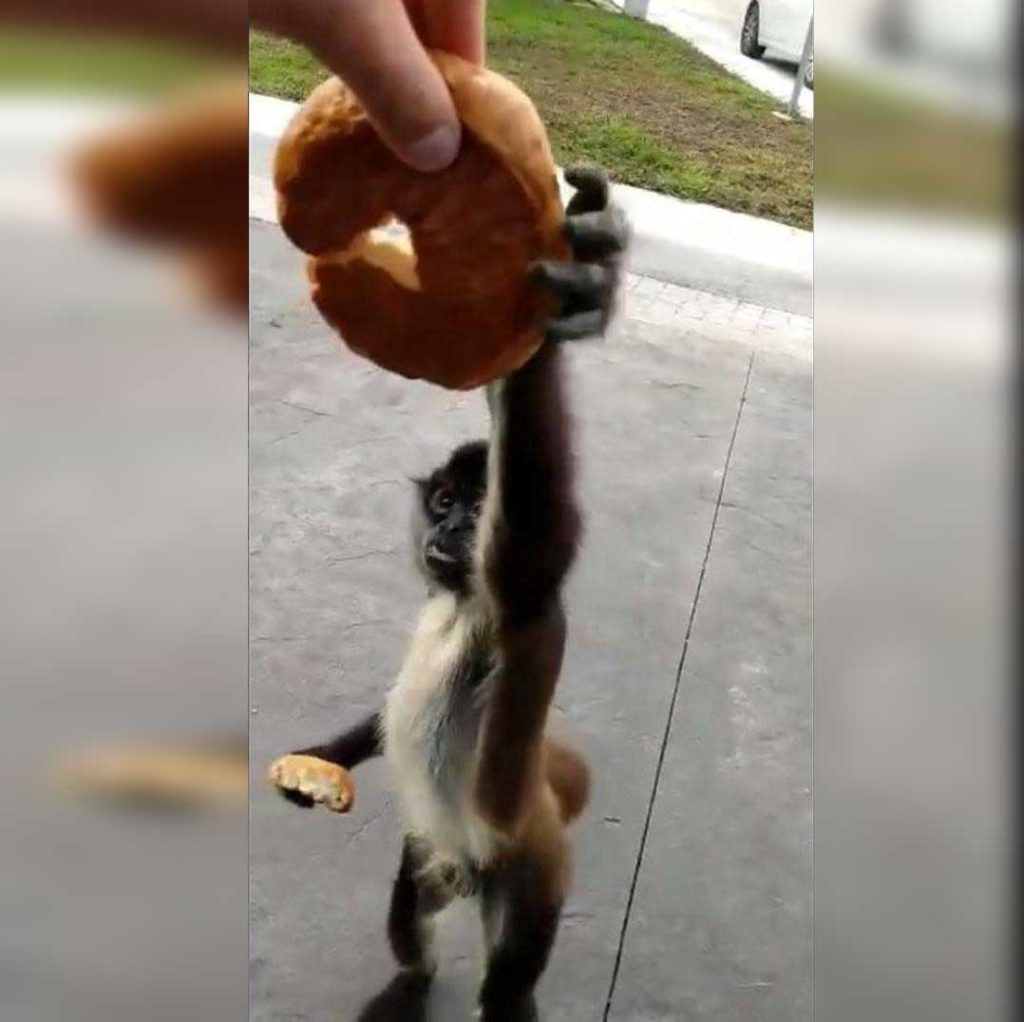 Recientemente la destrucción de las selvas durante la construcción de zonas urbanas ha llevado a que grupos de monos araña en Quintana Roo queden expuestos al contacto humano, perdiendo el miedo y aventurándose cada vez más a la ciudad.