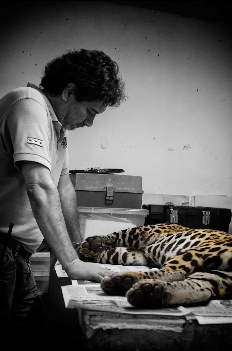 jaguar y veterinario